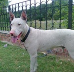 Gull Terr dog near the fence