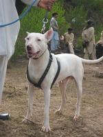 Gull Terr dog with the owner