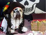 Halloween Bulldog pirate