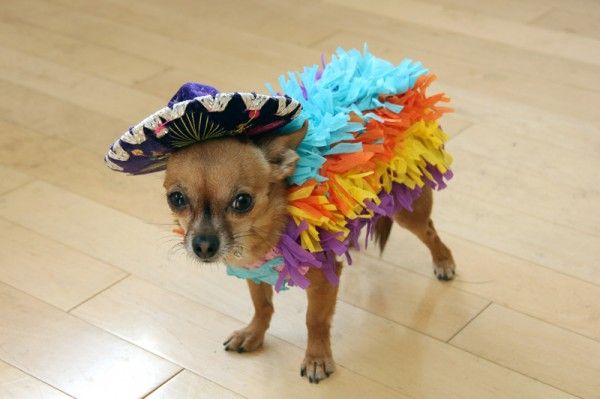 Halloween Chihuahua dog фото