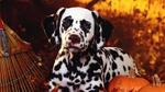 Halloween Dalmatian dog