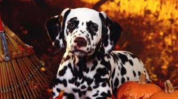 Halloween Dalmatian dog фото