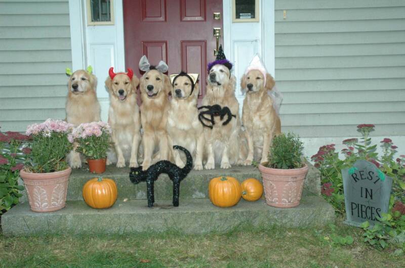 Halloween Golden Retriever dogs фото