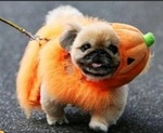 Halloween Pekingese dog