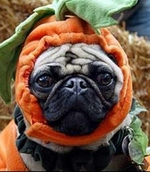 Halloween Pug dog face