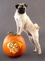 Halloween Pug portrait