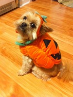 Halloween Yorkshire Terrier on the floor