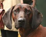 Hanover Hound dog face