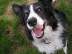 Happy Cumberland Sheepdog