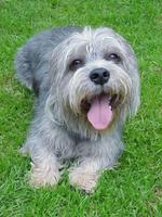 Happy Dandie Dinmont Terrier dog 