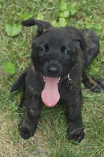happy Dutch Shepherd puppy