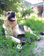 Happy East-European Shepherd dog