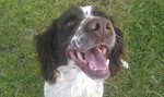 Happy English Springer Spaniel dog