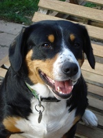 Happy Entlebucher Mountain Dog