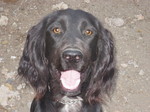 Happy Field Spaniel dog 