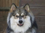 Happy Finnish Lapphund dog 