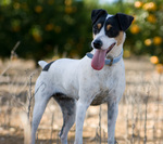 Happy Fox Terrier (Smooth) dog