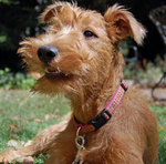 Happy Irish Terrier Dog