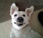 Happy Maremma Sheepdog 