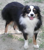 Happy Miniature Australian Shepherd