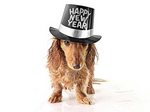 Happy New Year Dachshund