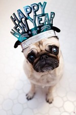 Happy New Year Pug dog