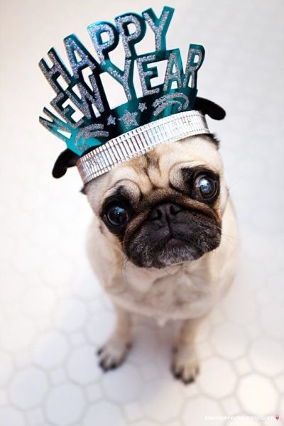 Happy New Year Pug dog фото