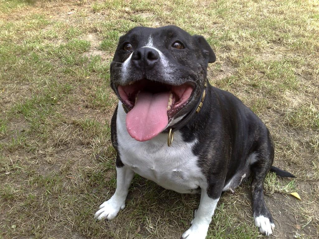 Счастливая собака Ка де Бо фото