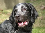 Happy Picardy Spaniel dog