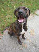 Happy Plott Hound dog