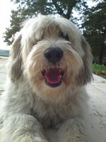 Happy Polish Lowland Sheepdog