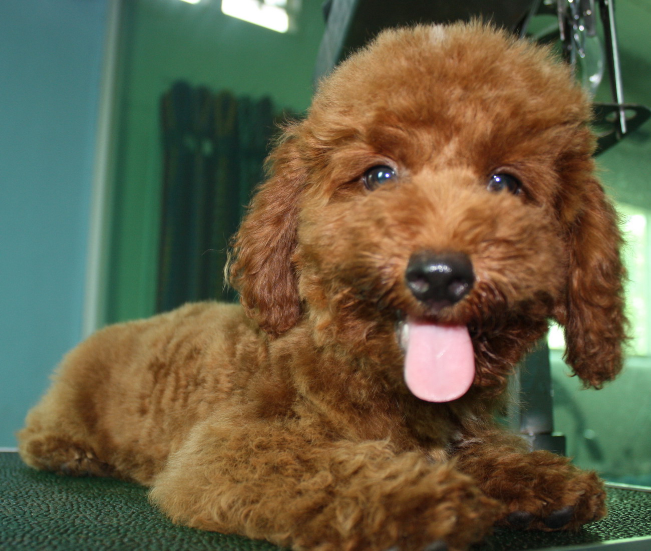 Happy Poodle dog photo and wallpaper. Beautiful Happy Poodle dog 