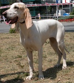 Happy Porcelaine dog