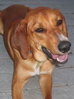 Happy Redbone Coonhound
