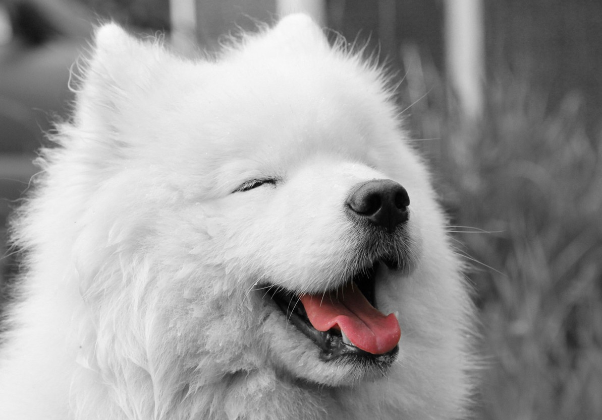 Счастливая самоедская собака фото