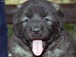 Счастливый щенок шарпланинаца