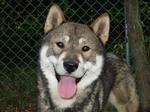 Happy Shikoku dog face