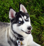 Happy Siberian Husky dog