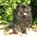 Happy Tibetan Spaniel 