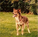 Hare Indian Dog on the grass