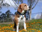 Harrier dog in flowers