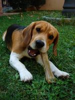 Harrier dog with a stick