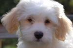 Havanese dog face 