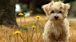 Havanese dog in flowers