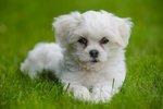 Havanese dog on the grass