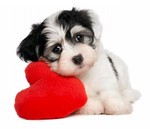 Havanese dog with big heart