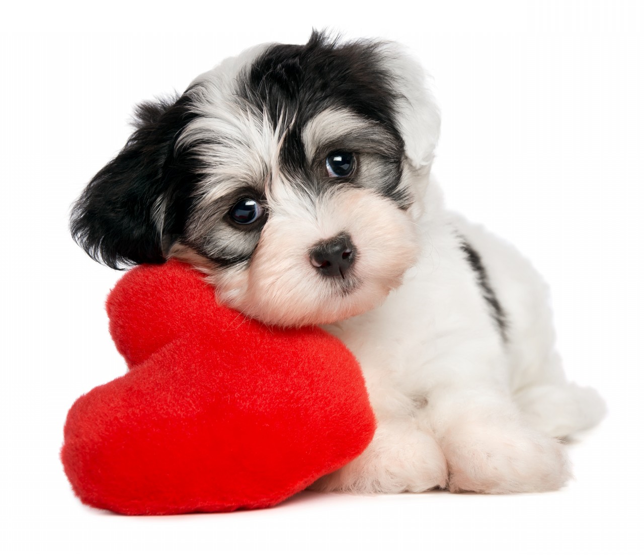 Havanese dog with big heart фото