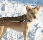 Himalayan Sheepdog in the snow