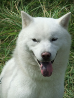 Hokkaido dog face