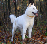 Hokkaido dog in the forest